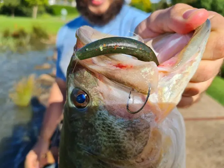 Fish caught on a Geronimo bait