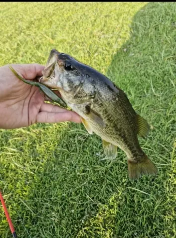 Fish caught on a Geronimo bait