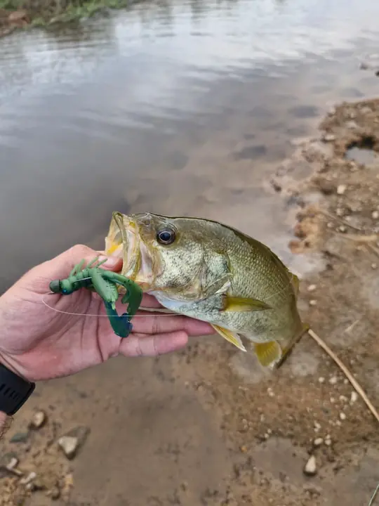 Fish caught on a Geronimo bait