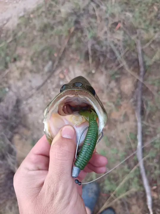 Fish caught on a Geronimo bait