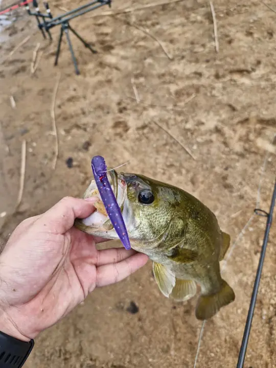 Fish caught on a Geronimo bait