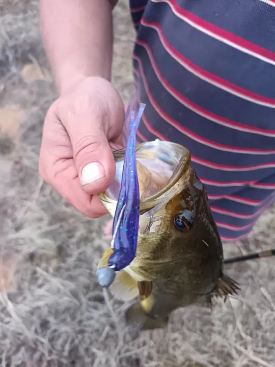 Fish caught on a Geronimo bait