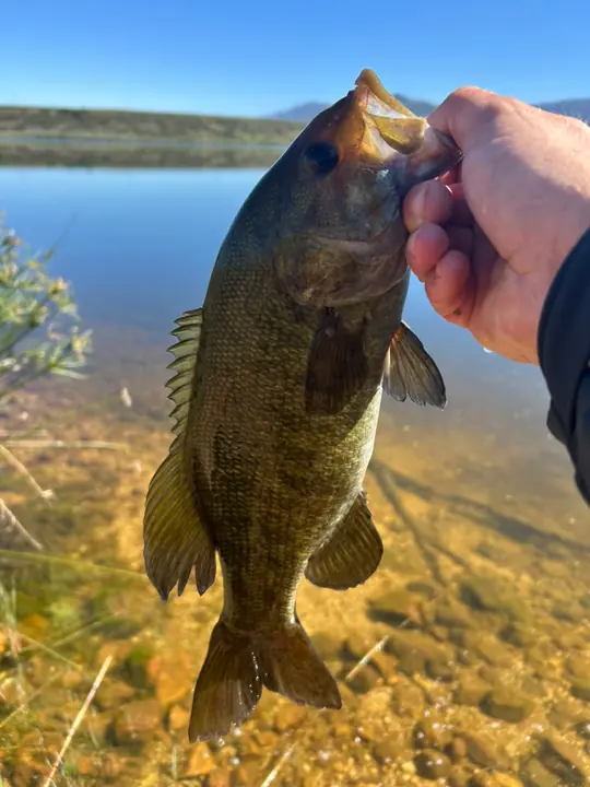 Fish caught on a Geronimo bait