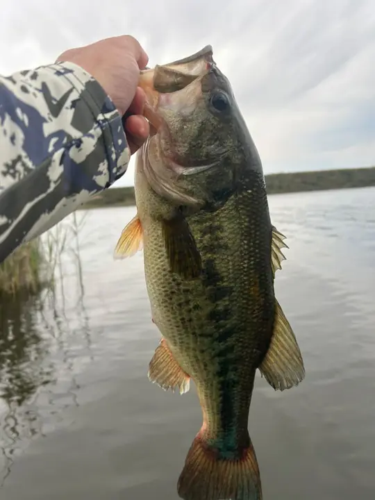 Fish caught on a Geronimo bait
