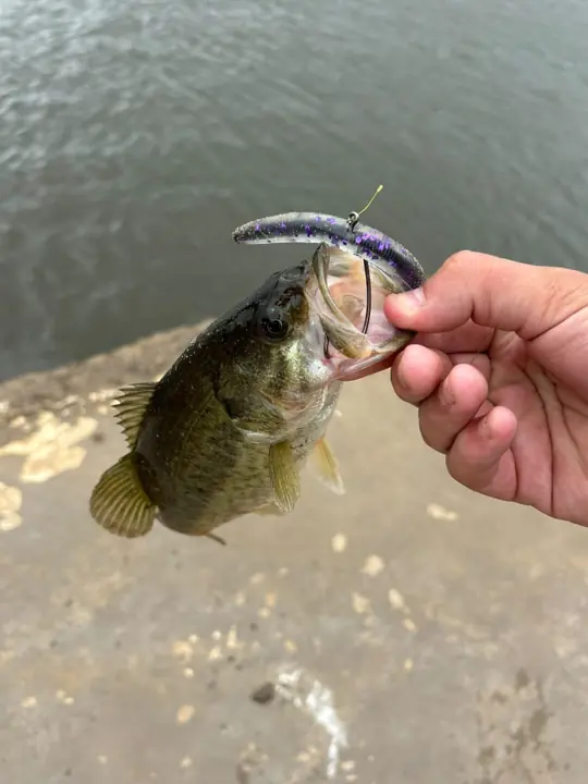Fish caught on a Geronimo bait