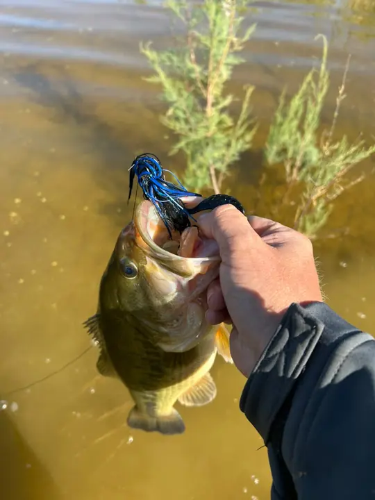 Fish caught on a Geronimo bait