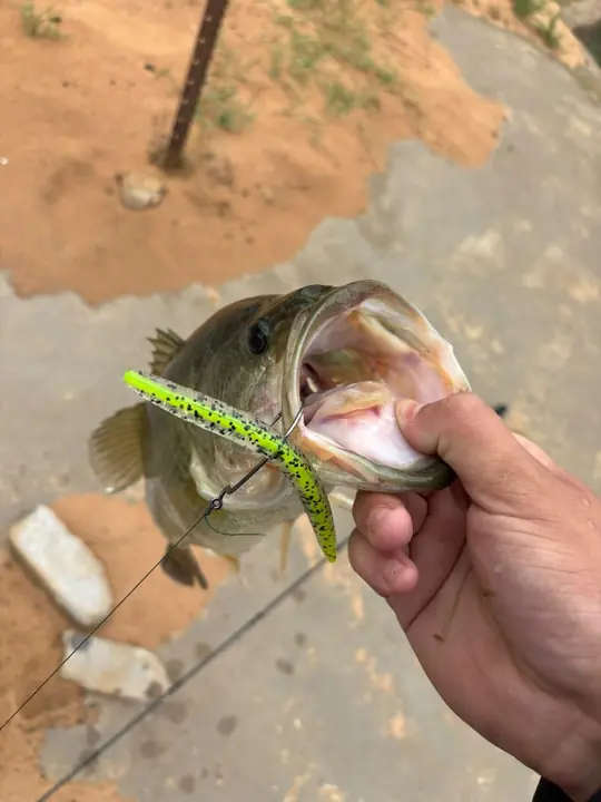 Fish caught on a Geronimo bait