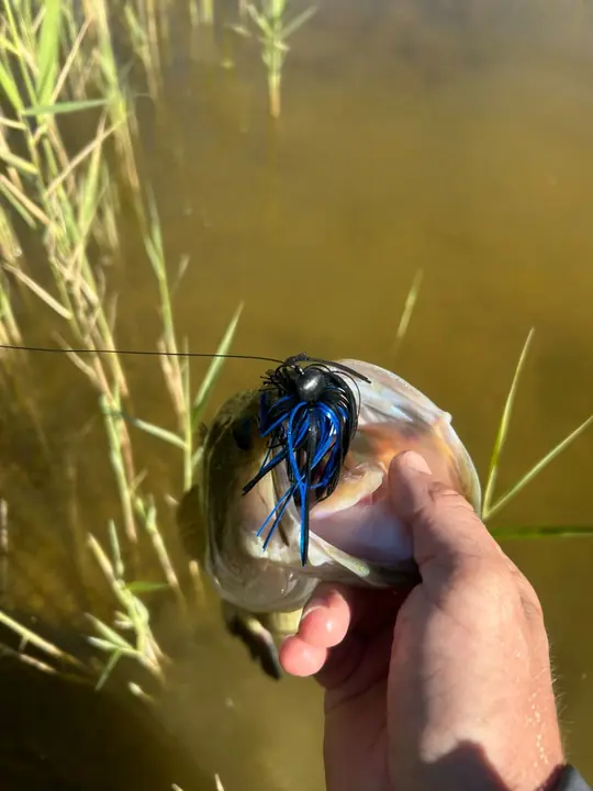 Fish caught on a Geronimo bait