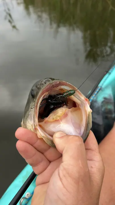 Fish caught on a Geronimo bait