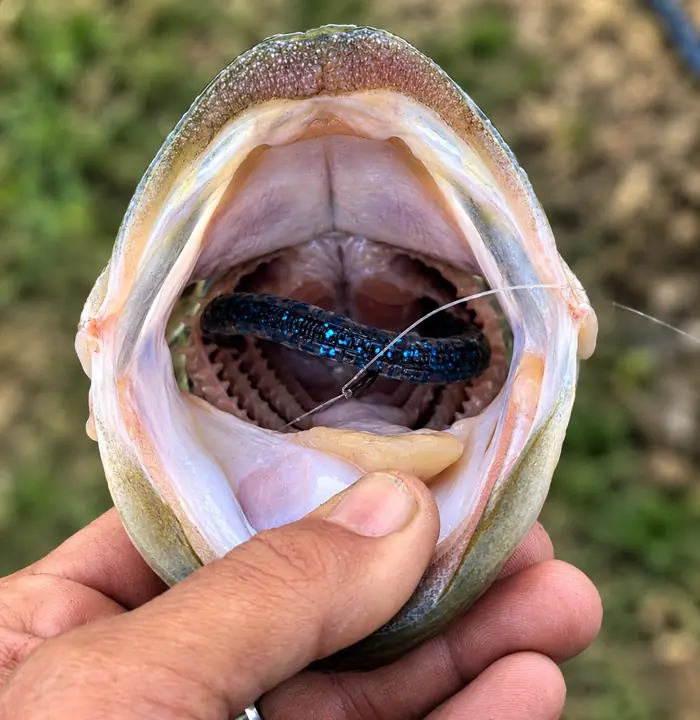 Fish caught on a Geronimo bait