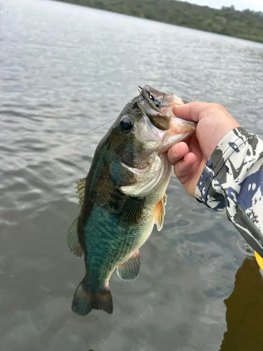 Fish caught on a Geronimo bait
